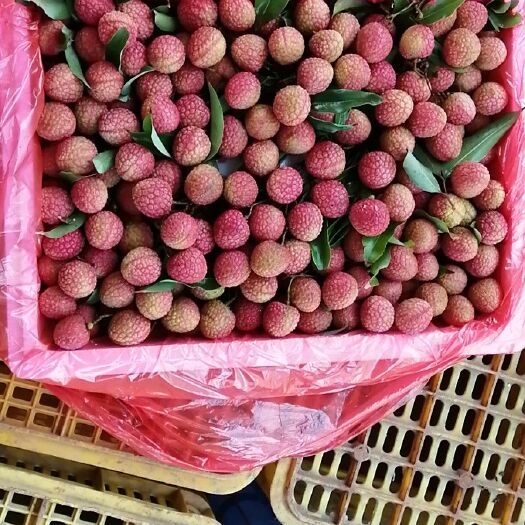 高州市白糖罂荔枝 2cm