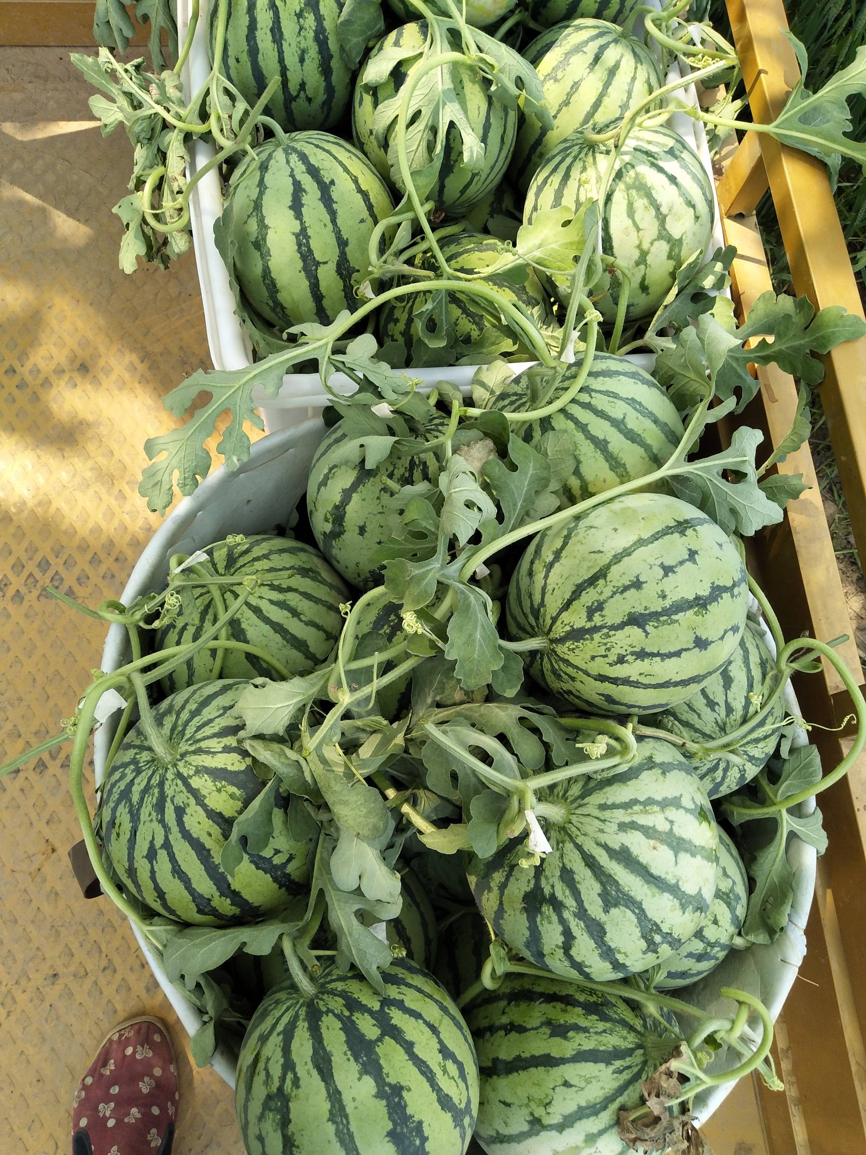 8424西瓜 6斤打底 8成熟 1茬 无籽