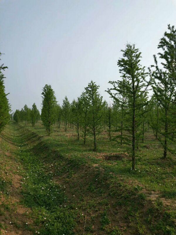  中山杉