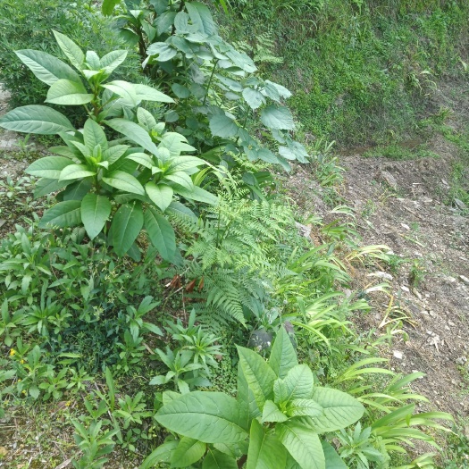 秀山商陆