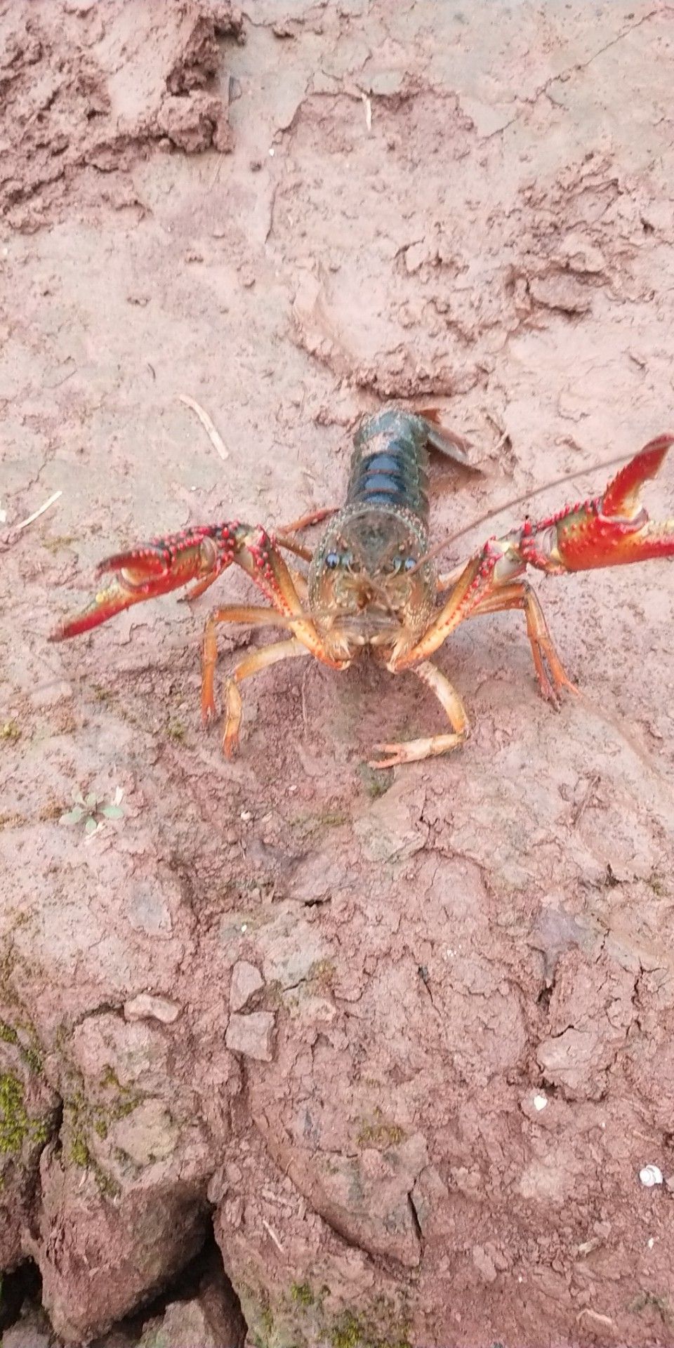  生态小龙虾-重庆当天发货