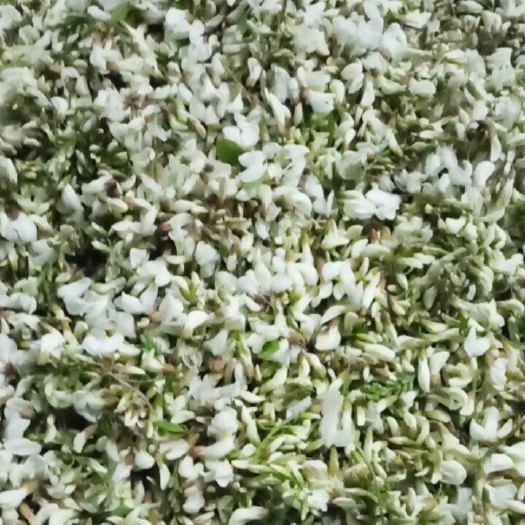 灵台县槐树花 鲜货