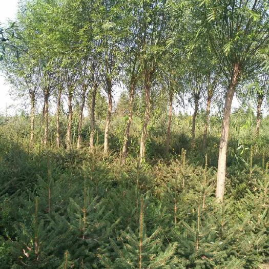 农安县 自家种植绿化云杉，柳树苗