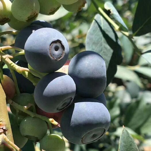 泰安优质薄雾蓝莓苗，盆栽地栽蓝莓苗，易管理产量高的蓝莓苗。