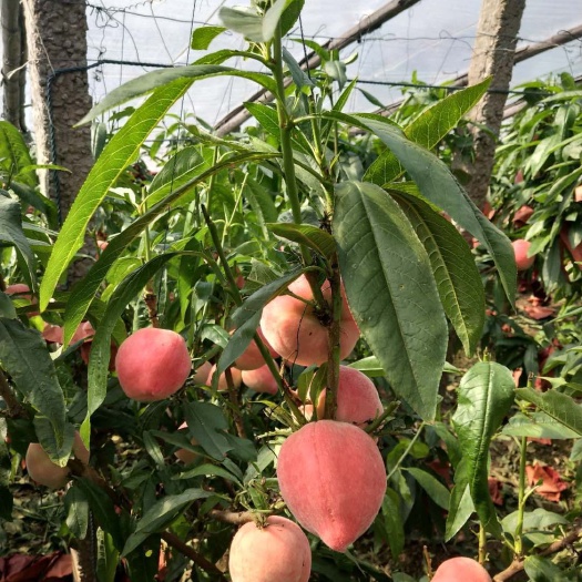 乐亭县春蜜桃  红梅水蜜桃高档蜜桃