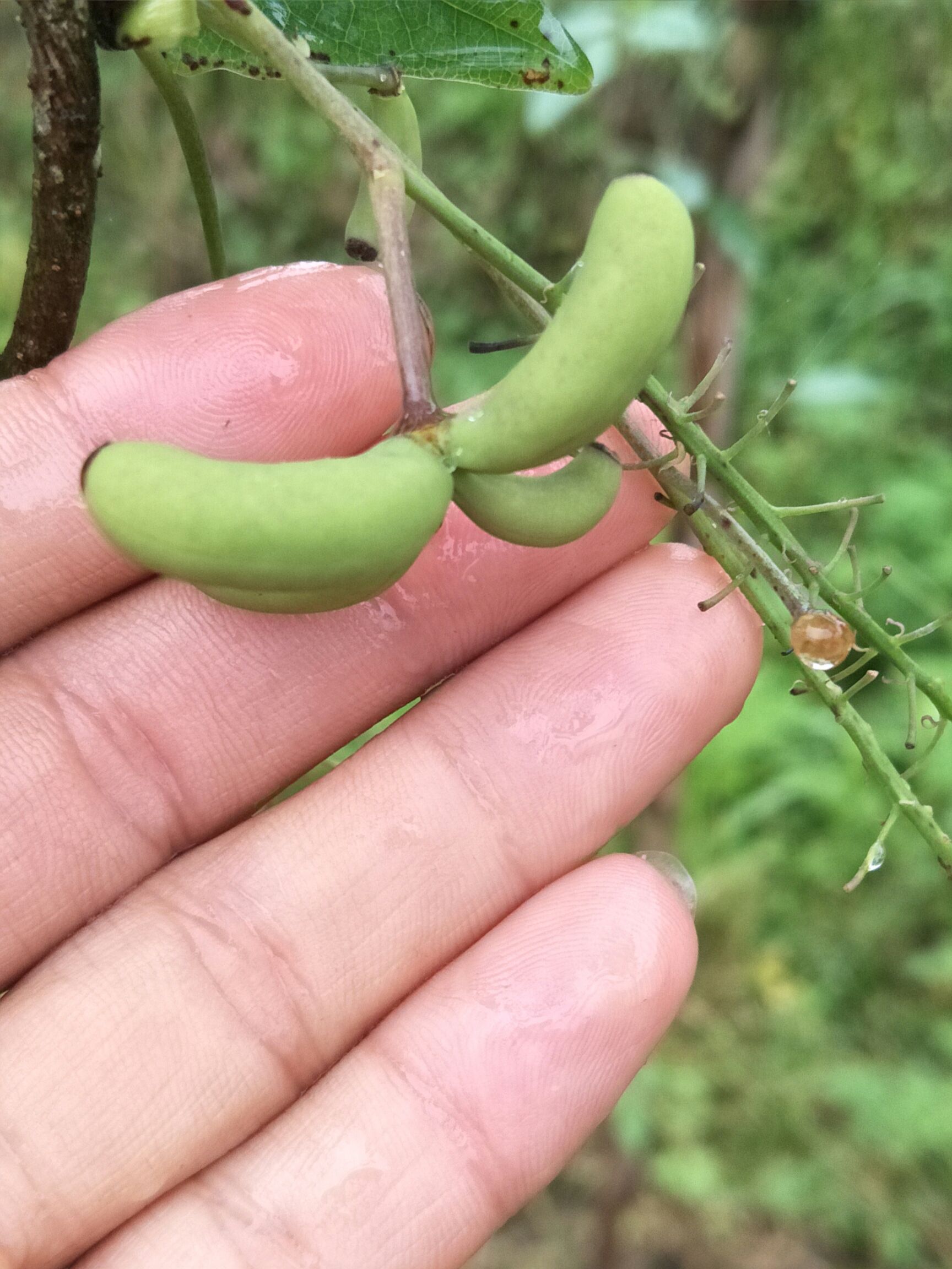  八月瓜开始长个了