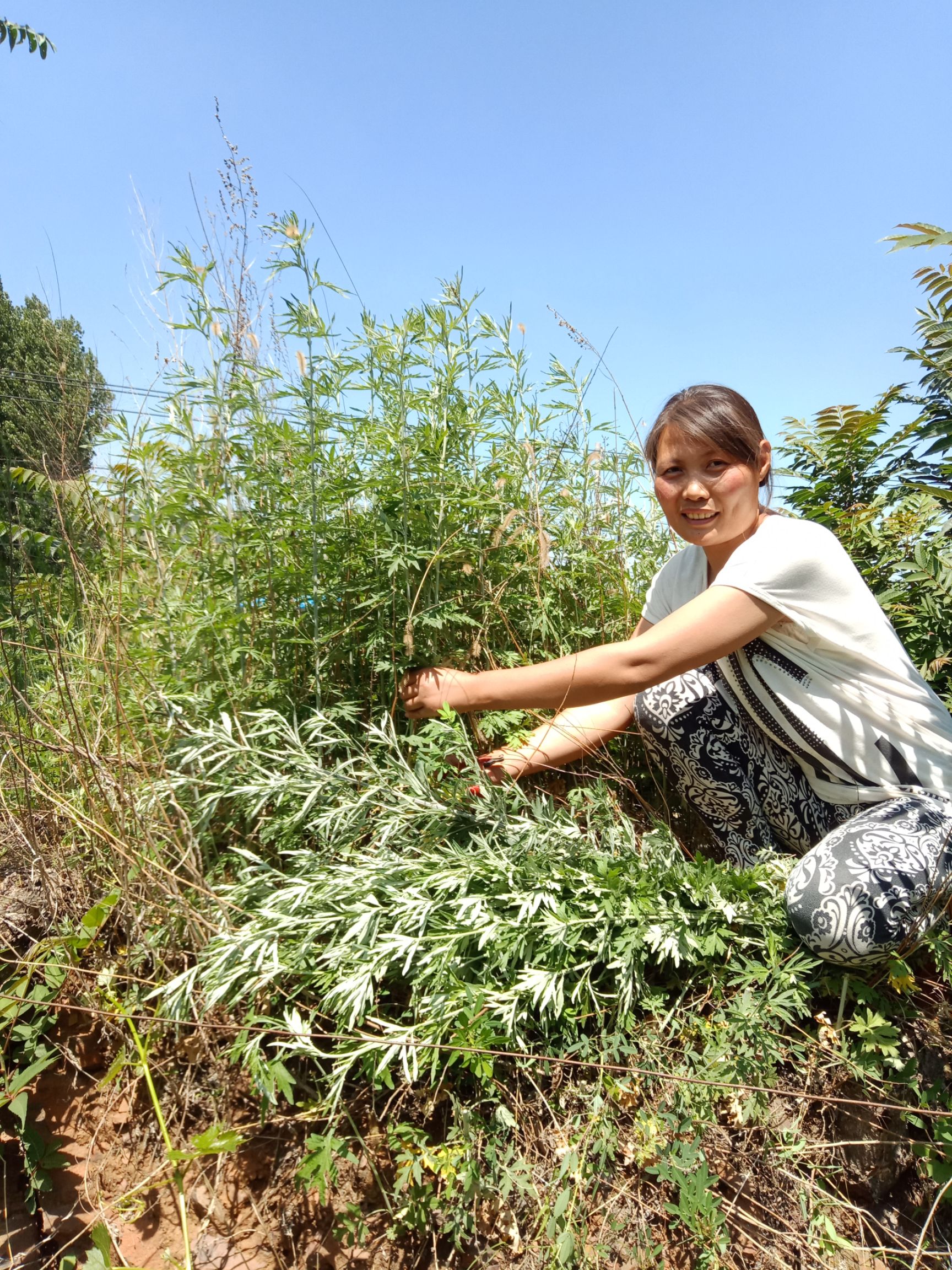 沂蒙山*生纯艾叶 缓解脚气