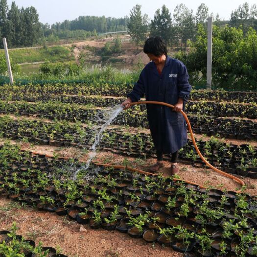 泰安 公爵蓝莓苗