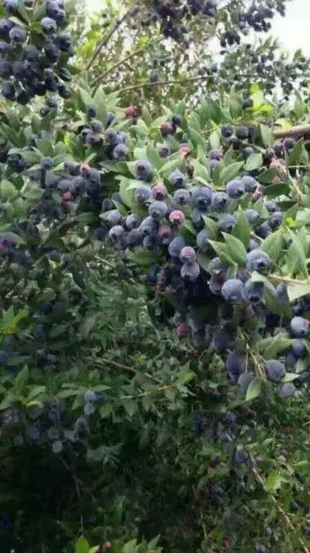 灵山县桃金娘苗 野生 岗棯 山棯树苗 棯木树苗菍木树 想要的联系我