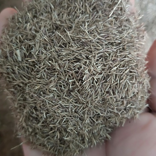 常州 粉黛乱子草种子