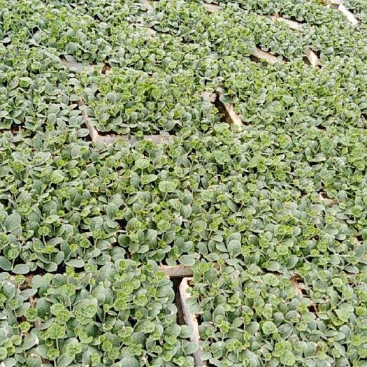 安顺 50亩有机西葫芦现大量上市，量大从优，欲购从速！