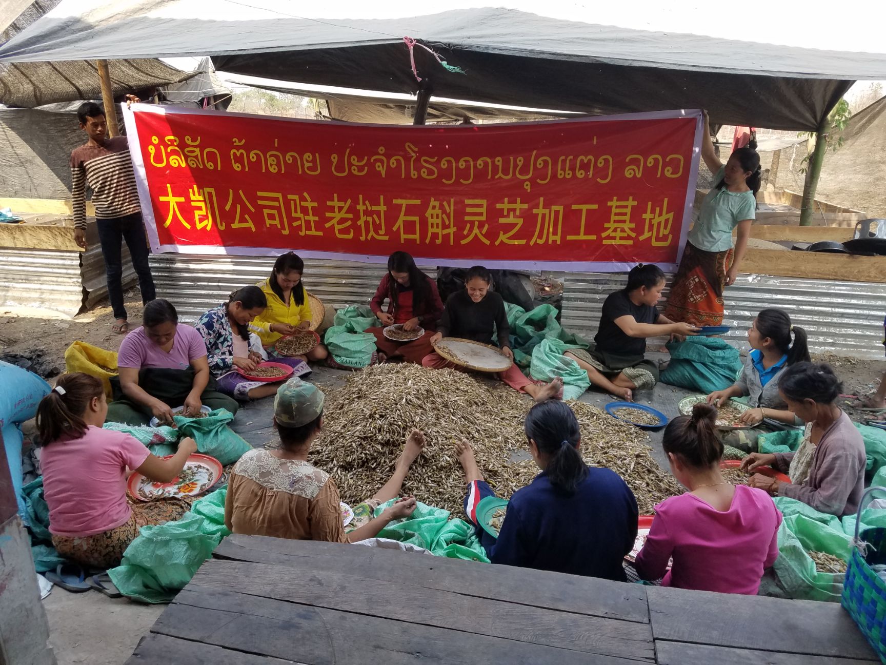 老挝虎牙石斛 天然石斛干货