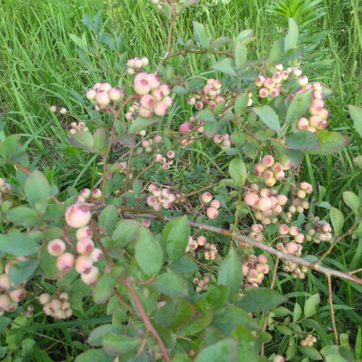  麻江蓝莓