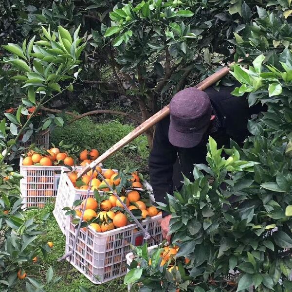 椪柑 湘西高山脐橙，12月起到来年4月家里直发。