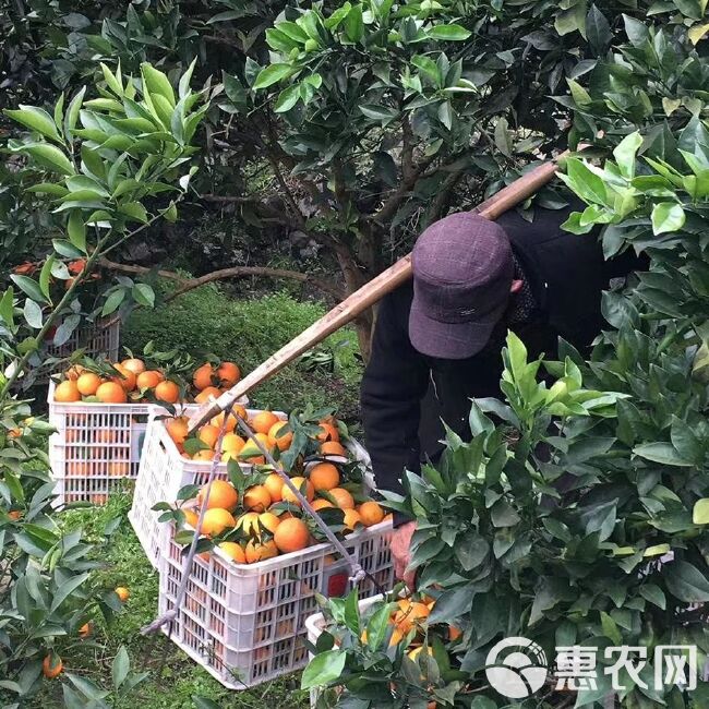 椪柑 湘西高山脐橙，12月起到来年4月家里直发。