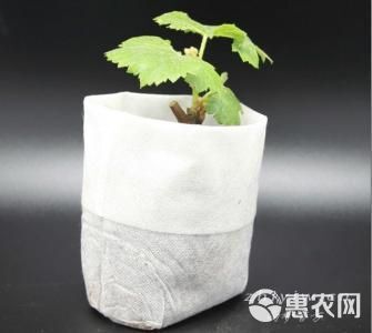 育苗袋/育苗杯/容器袋 新型环保 无纺布育苗容器袋装土后 口径30/高度30