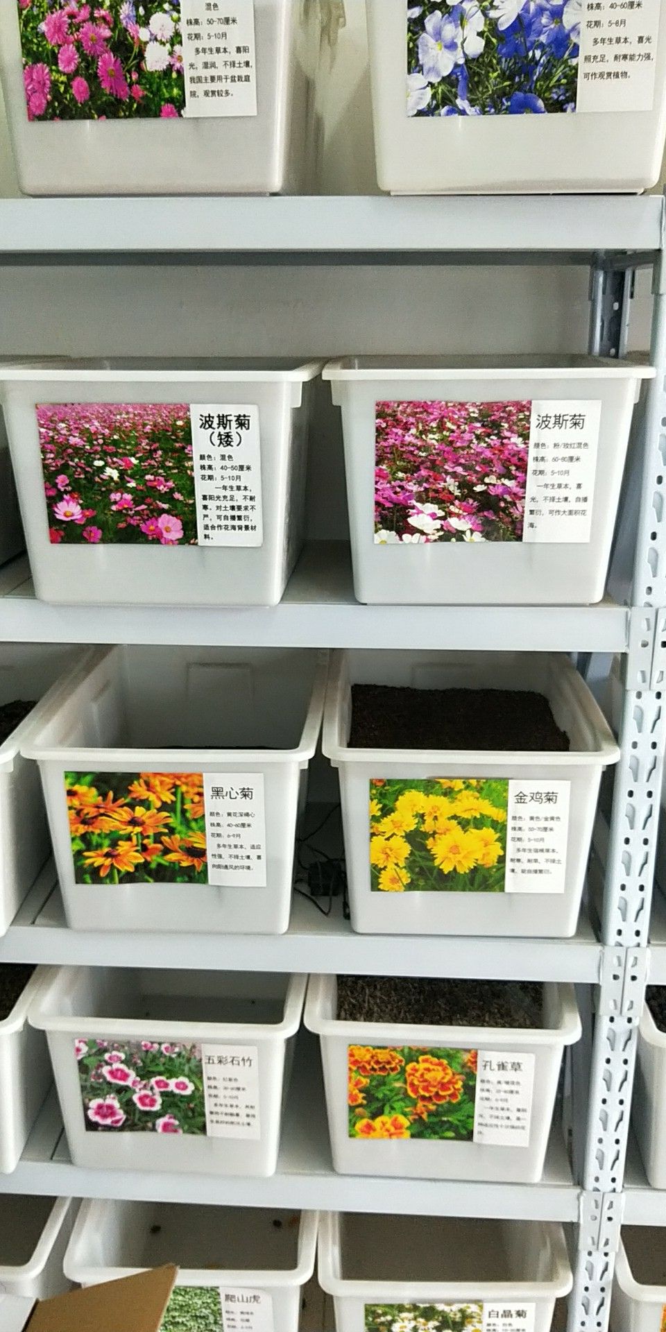 水生鸢尾 浩宇种业有限公司，常年批发及零售，花卉林木种子，及水生植物种