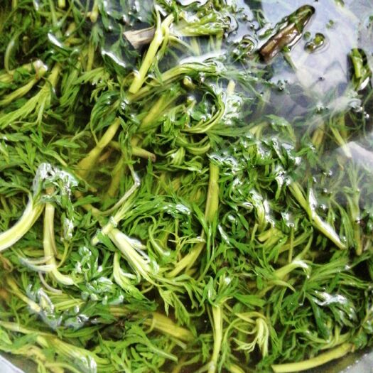 蛟河市柳蒿芽 柳蒿是这个季节的野生、菜，包饺子，炖汤或者用水烫一下沾鸡蛋酱