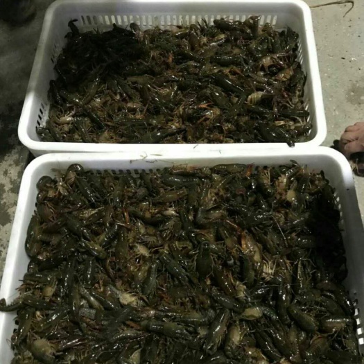 南县 大量供应优质虾苗