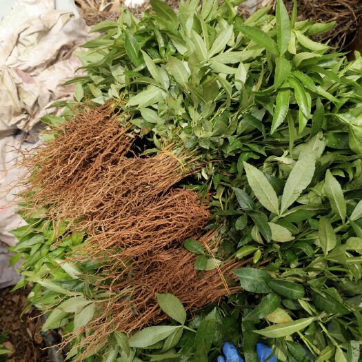 金阳县青花椒苗 品质优良   成活率高   要的赶快哦