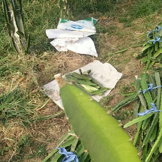 睢宁县红心火龙果苗 