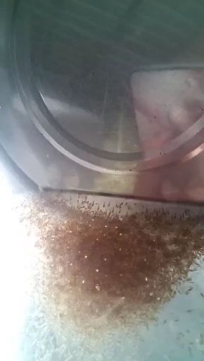 兴国县泥鳅苗 泥鳅