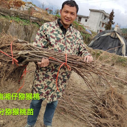 隆回县红心猕猴桃苗  黄心猕猴桃苗1-2公分苗限量供应