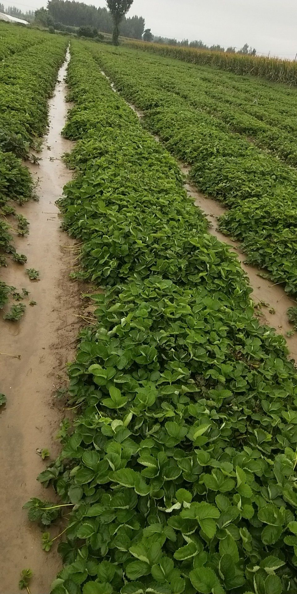 牛奶草莓苗 西安茂林农业发展有限公司是全国最大的草莓育苗企业。