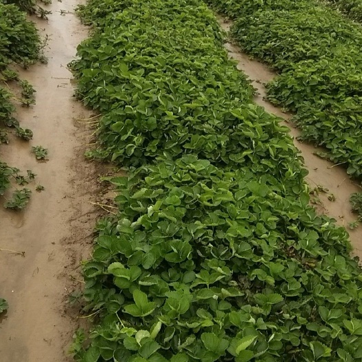 牛奶草莓苗 西安茂林农业发展有限公司是全国最大的草莓育苗企业。