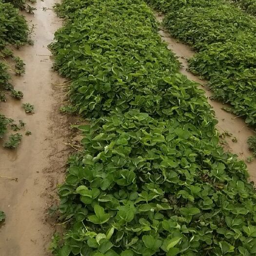西安牛奶草莓苗 西安茂林农业发展有限公司是全国最大的草莓育苗企业。