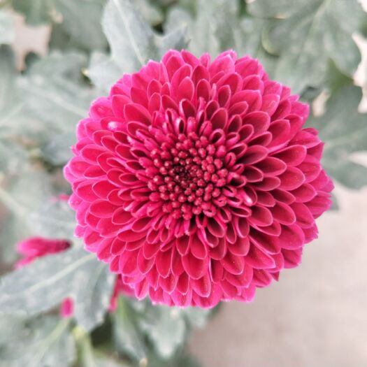 成都秋菊苗 乒乓菊苗