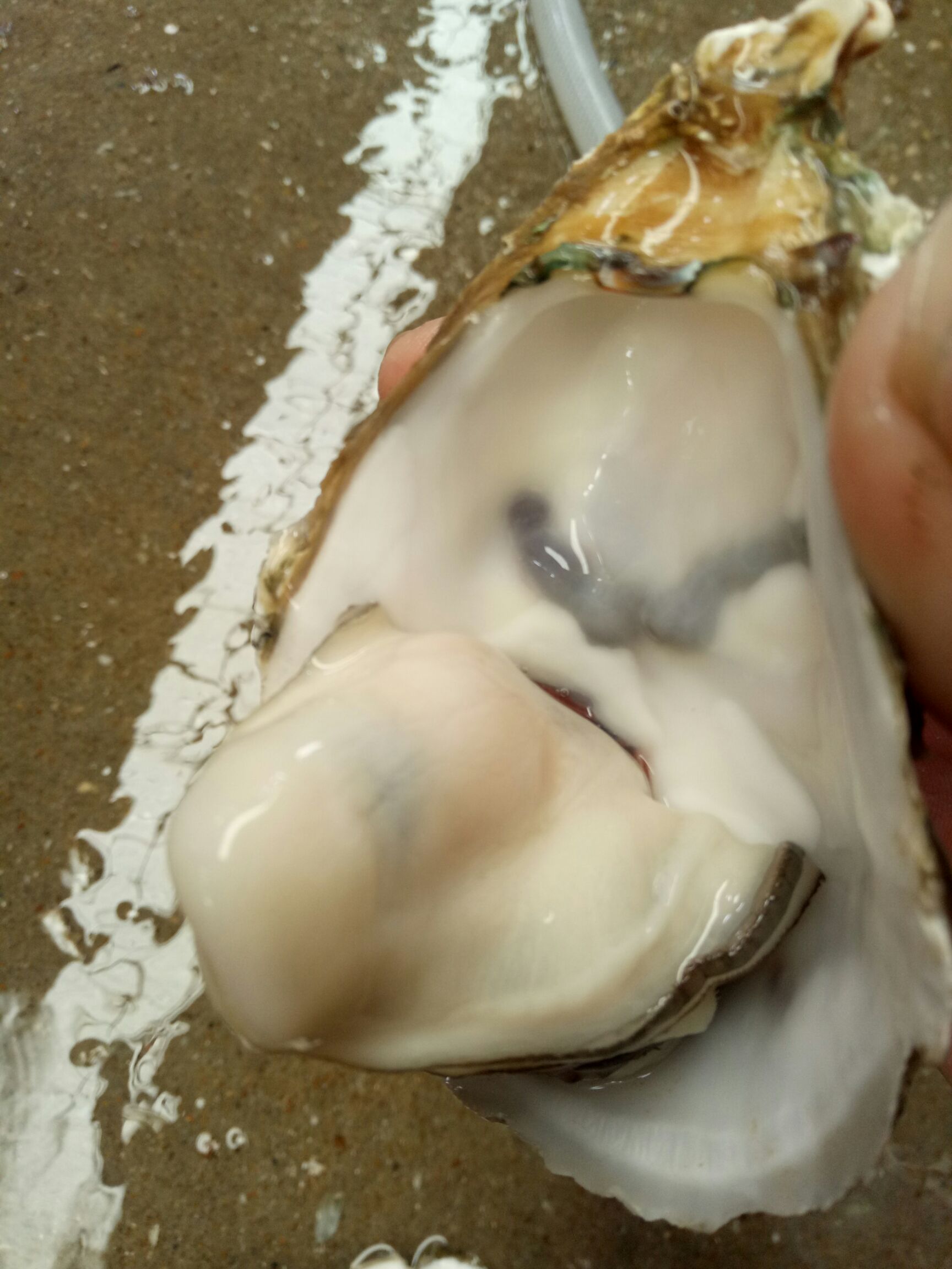 湛江牡蛎 湛江生蚝，美味可口价格优惠欢迎咨询