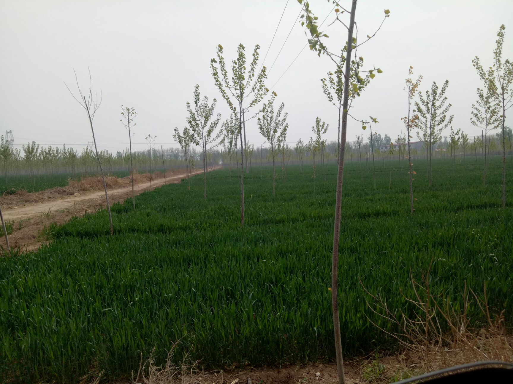 旱地 土地肥沃，交通便利，