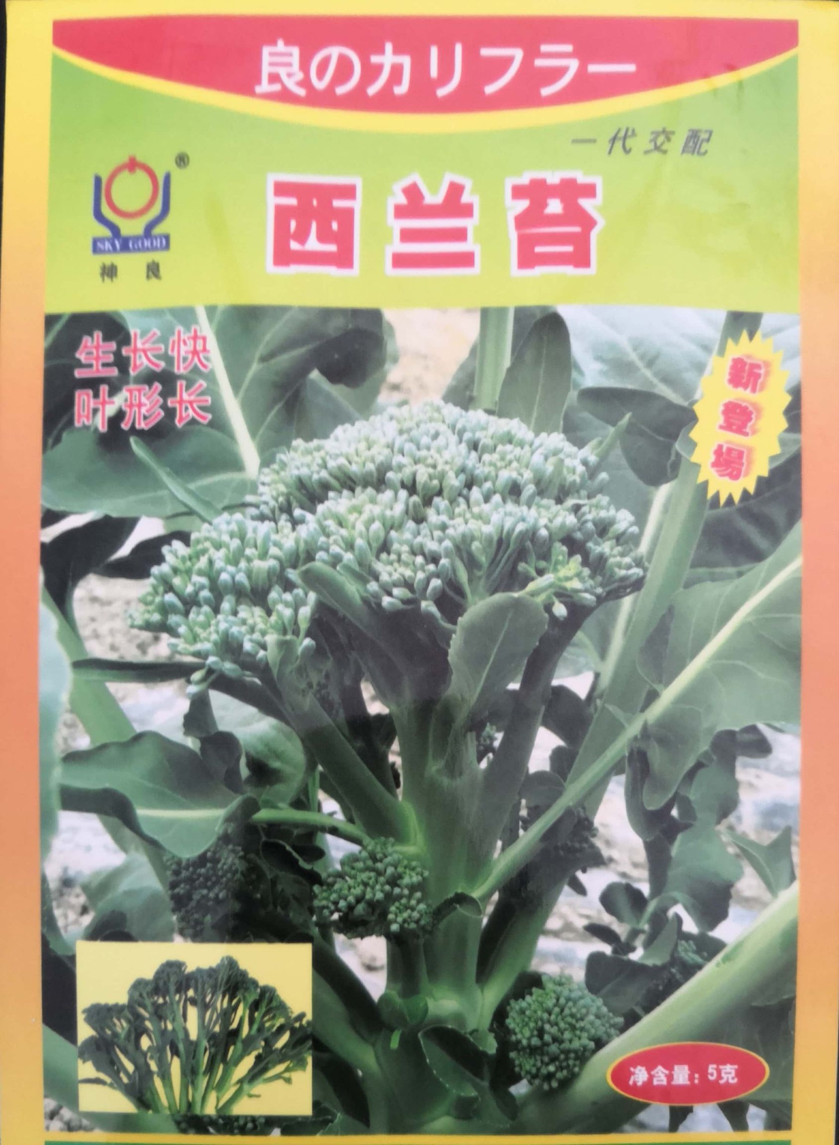西兰花种子 西兰苔5g/袋