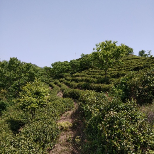 广水市 杨林沟，明前:白茶、绿茶，春茶\夏茶\秋茶天然绿色品质保