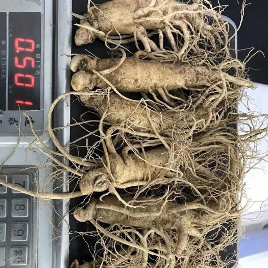 抚顺人参
