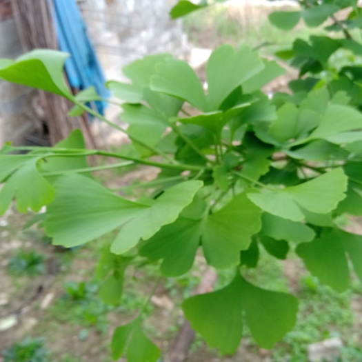 西乡县银杏叶 天然，没有喷洒过农药。