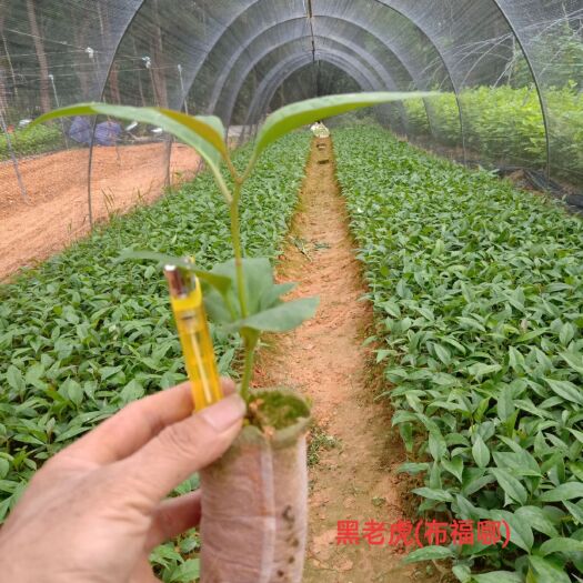灵山县粉红黑老虎苗