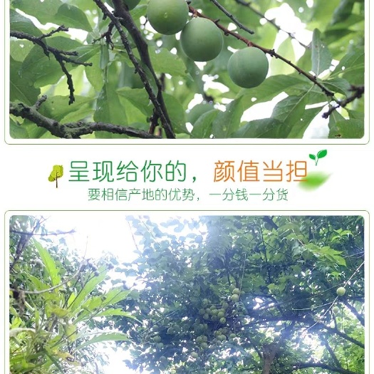 大理市青梅 5斤一件代发