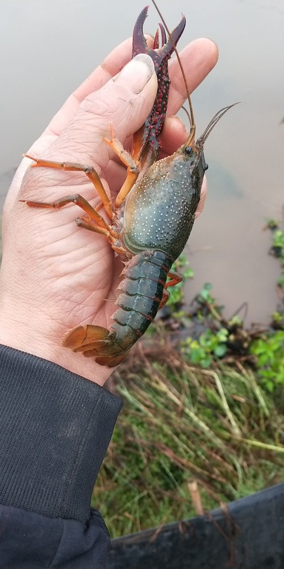  生态小龙虾-重庆当天发货