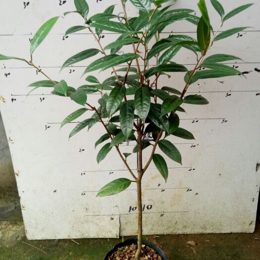 东兴市 金花茶盆栽 正宗防普金花茶 广西金花茶 自产自销 包邮