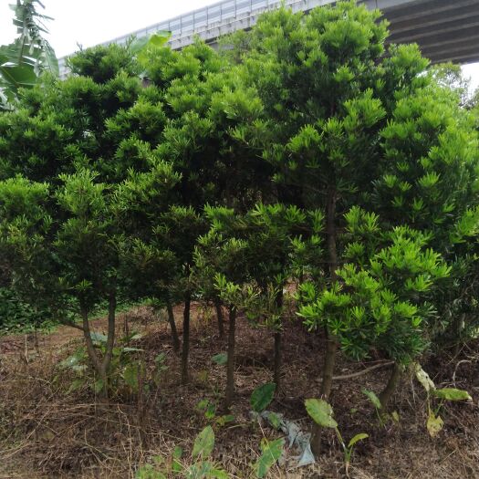 高州市 三年生罗汉松现货出售1颗起批茂名地区欢迎上门看货。