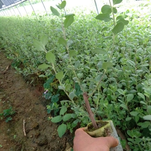 河池 单叶蔓荆子苗，质量保证，有意的朋友们欢迎来电
