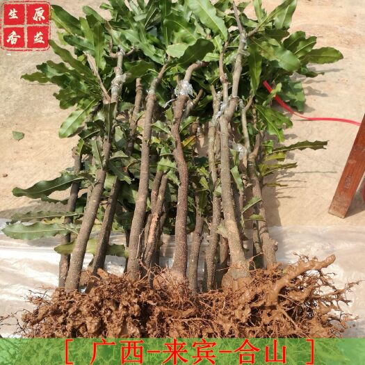 合山市 澳洲坚果苗 夏威夷果苗 坚果苗 桂热一号等 基地直供