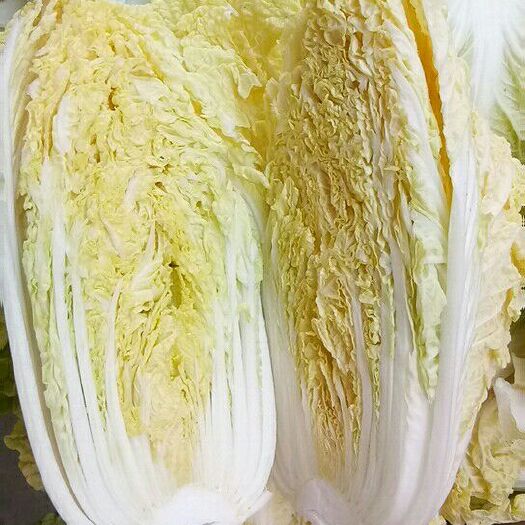 周口金品娃娃菜 5~7两以上