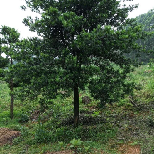 桂林 各种规格的罗汉松热卖中