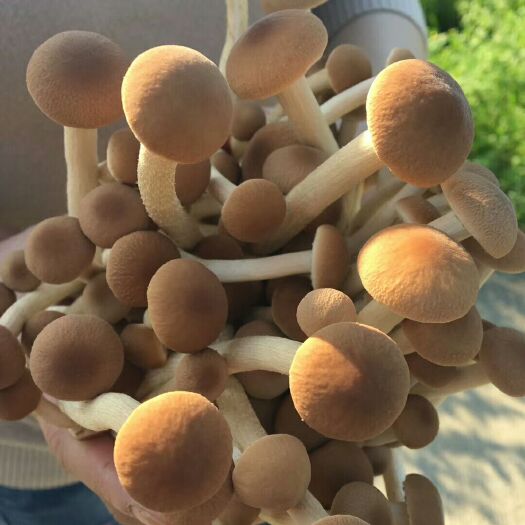 南平 自产干茶树菇，每斤30元欢迎广大用户批发商咨询。