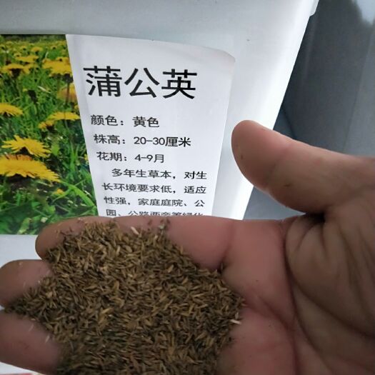 常州水生鸢尾 供应花卉种子，林木种子，草籽，水生植物种子，及种子