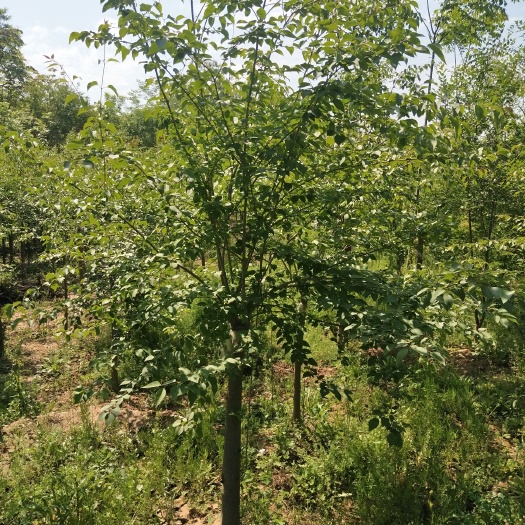 鄢陵县 大量供应高杆丁香