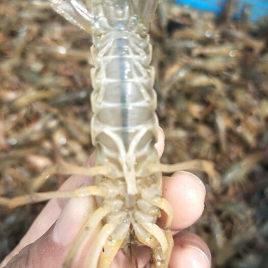 沭阳县 常年出售虾苗种虾苗